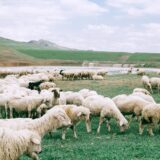 herd of sheep grazing on field