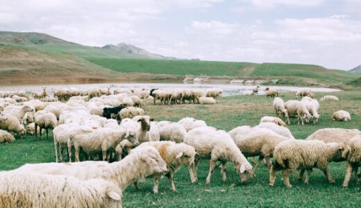 herd of sheep grazing on field