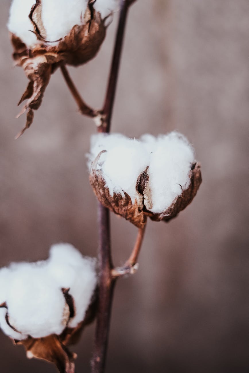 cotton plant with dried leaves