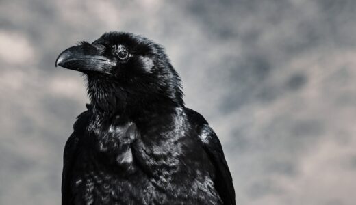 selective focus photograph of black crow