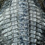 crocodile skin in close up photography