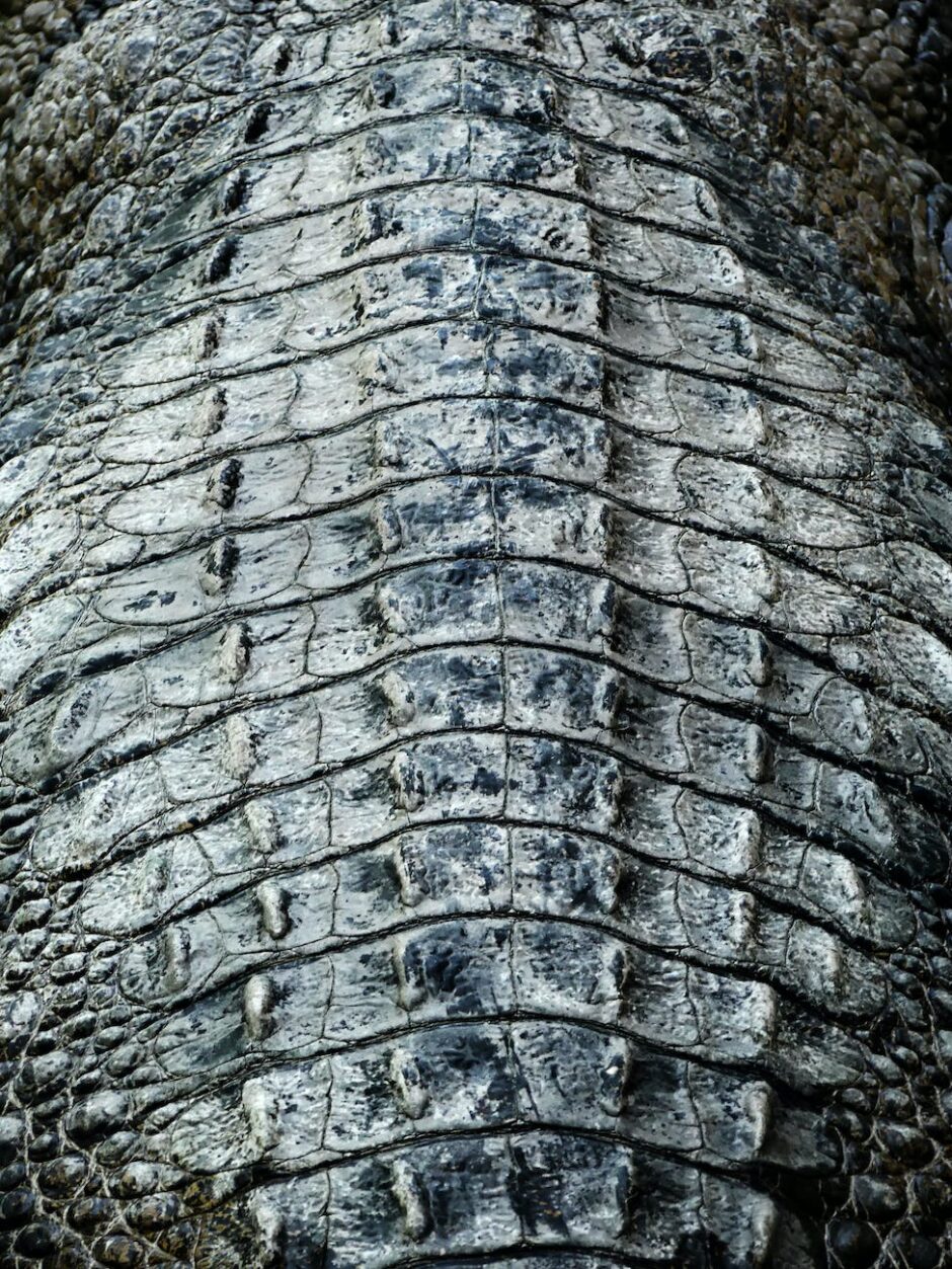crocodile skin in close up photography