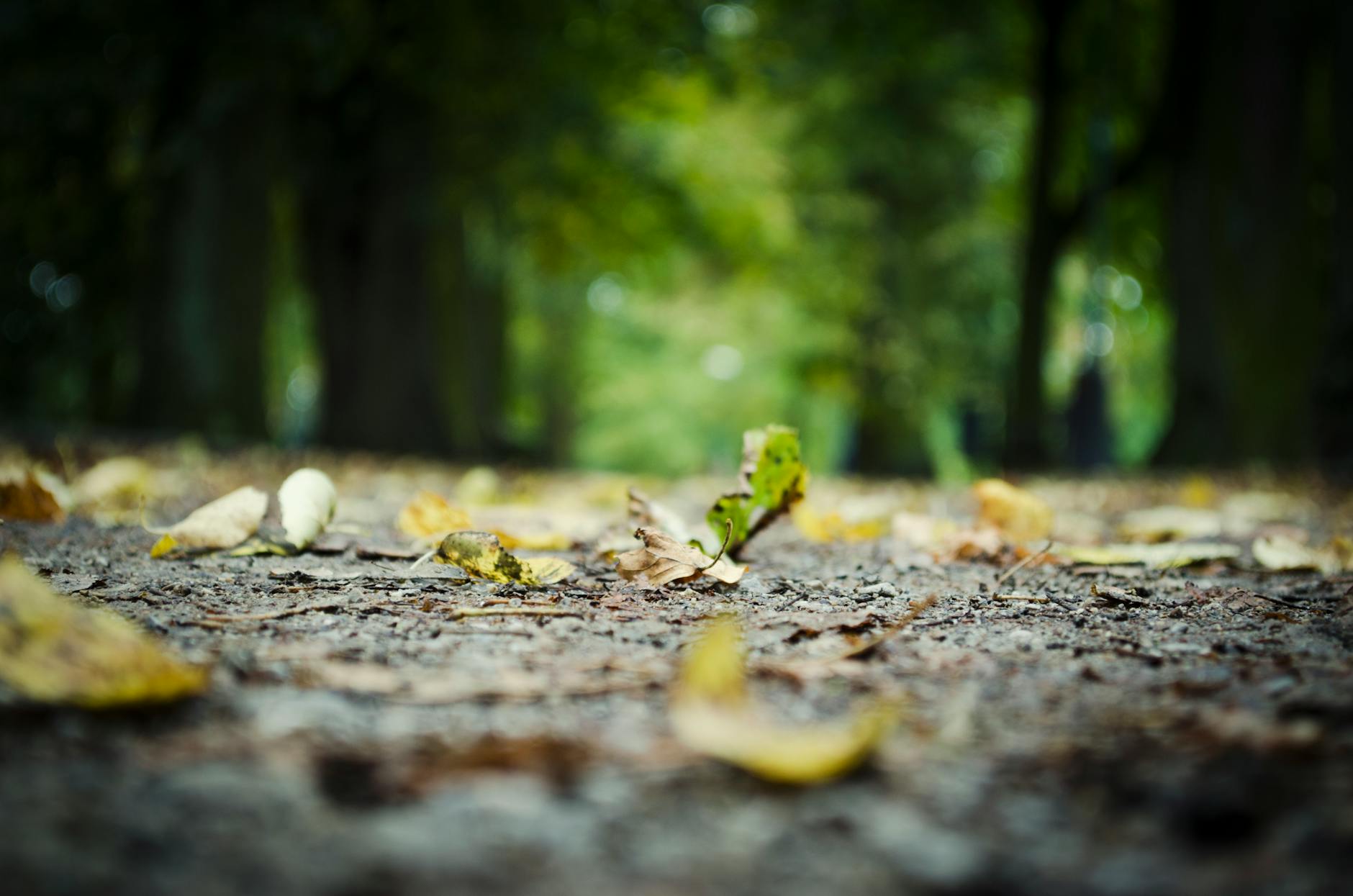 surface level of fallen leaves on tree trunk